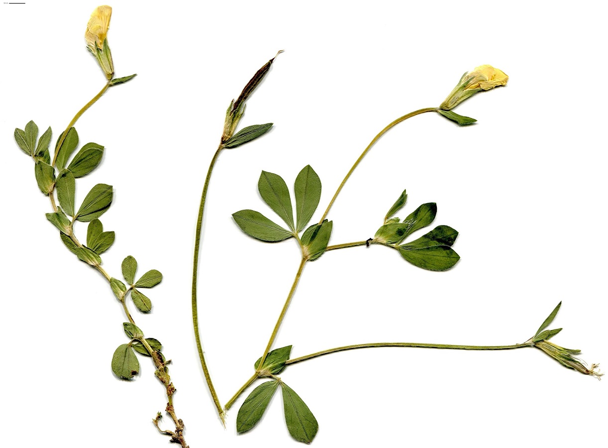 Lotus maritimus var. hirsutus (Fabaceae)